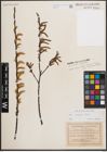 Foto von Salix eleagnos Scop.